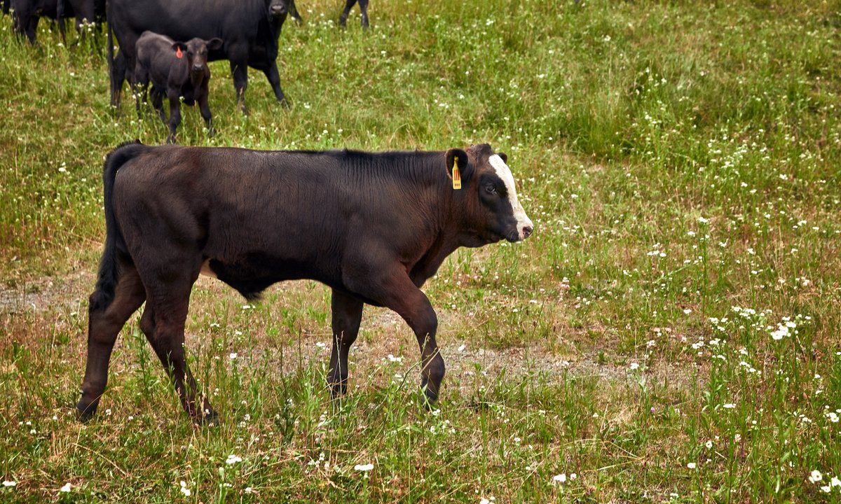 A brown cow in a fenced pasture photographed for MSCHF's Our Cow Angus project
