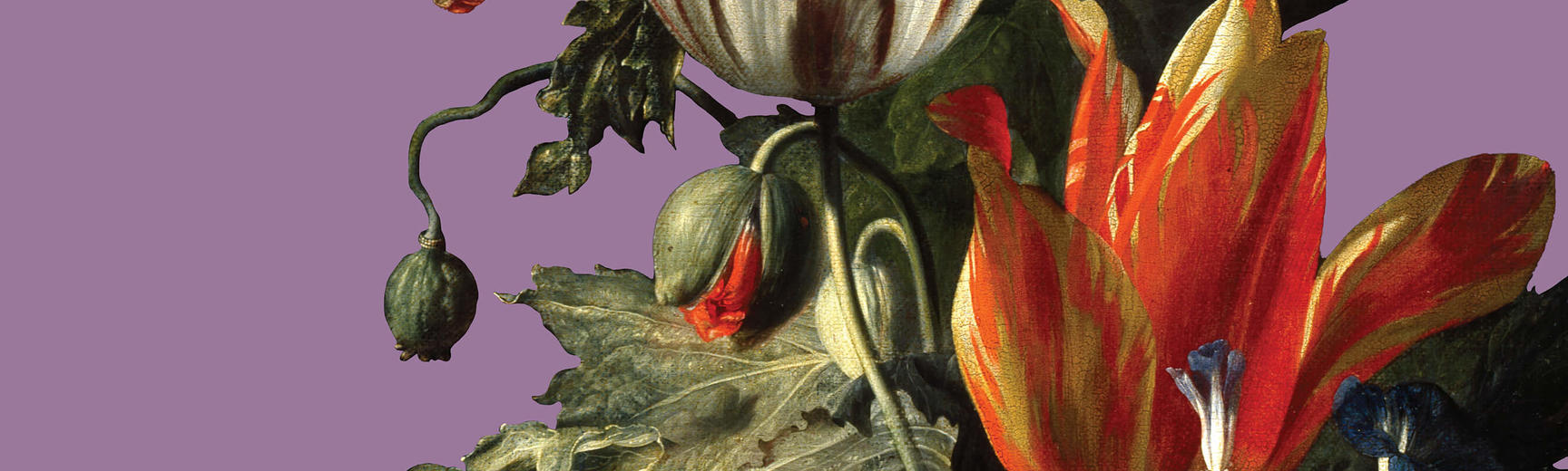 Detail of Simon Verelst's floral painting from the Ashmolean Museum exhibition In Bloom